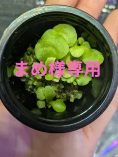 2026年最新】リドレイ 幼苗の人気アイテム - メルカリ