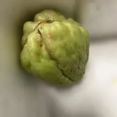 2025年最新】ハヤトウリの人気アイテム - メルカリ