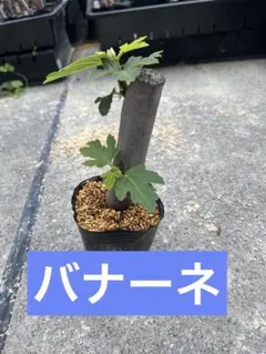 [5] 무화과 바나나 (긴 도넛) 무농약 절단 모종 약 20cm