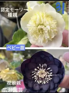 2026年最新】加藤農園クリスマスローズの人気アイテム - メルカリ
