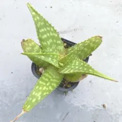 アロエ ガリエペンシス 実生株 多肉植物 ビザールプランツ - メルカリ