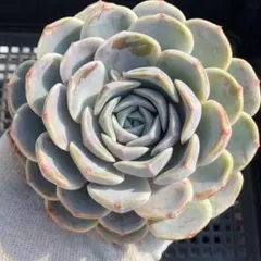 新入荷❣️オレンジモンロー❣️現品 エケベリア 寄せ植え 多肉弁当 多肉植物 ❣️オレンジモンロー❣️現品 エケベリア 寄せ植え 多肉弁当 多肉植物