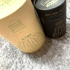 Ever Sun 365 エバーサンサンンロクゴー