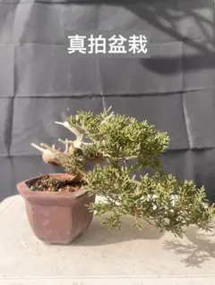 2026年最新】盆栽 角鉢の人気アイテム - メルカリ