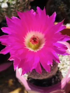 多肉植物 花サボテン 白檀 リンカーン ダクス - メルカリ