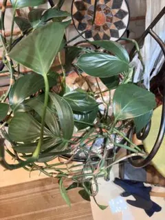 AW ファンタジーポトス ②観葉植物 カット一本 - メルカリ