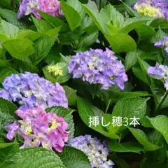 紫陽花 てててまり苗 ✨ネコポス発送✨ - メルカリ