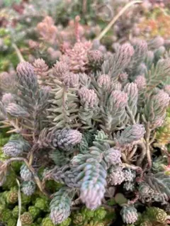 cocco❤︎植物以外は即発送いたします様 リクエスト 2点 まとめ商品