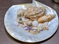 （a−61)白チヨウ貝と貝殻各種