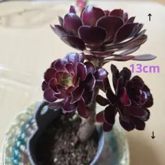 2026年最新】多肉植物 アエオニウム 法師 抜き苗の人気アイテム - メルカリ