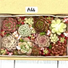 エケベリア 多肉植物 寄せ植えセット A66 カット苗 セダム 韓国苗 多肉弁当