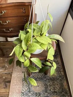 2025年最新】ホヤ カリストフィラの人気アイテム - メルカリ