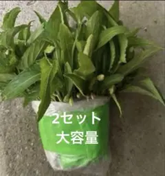 2025年最新】苗の人気アイテム - メルカリ