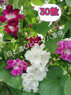 ナナ様 リクエスト 2点 まとめ商品