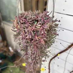 ❤️ルビーネックレス✨カット苗　セダム　多肉植物