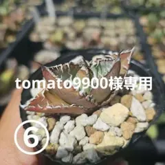 アガベ　オテロイ　実生　抜き苗⑥　⑦ tomato9900様専用