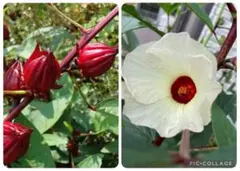 完熟良い種　選抜！花も実も楽しめる　ローゼル　白花　赤の実　５０粒　無農薬のサムネイル
