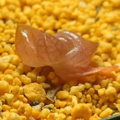多肉植物　ハオルチア ドラゴンボール　レッド　148のサムネイル