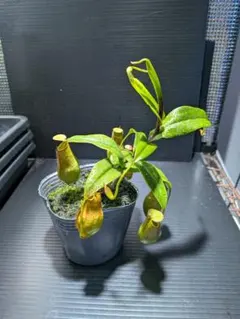 (maxixcamp) x xalisaputrana ネペンテス　食虫植物 maxixcamp) x xalisaputrana ネペンテス 食虫植物 - メルカリ