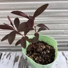 カラーリーフ　花の苗　花苗