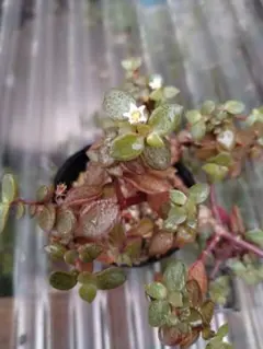 RUKA様 リクエスト 3点 まとめ商品