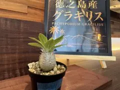徳之島グラキリス】実生｜丸型良株｜選抜株TOKUNOSHIMA GROWN - メルカリ