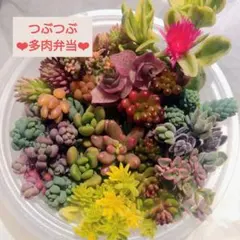 つぶつぶ多肉弁当 13種以上 レッドベリー オーロラ カリシアなど 寄せ植えに