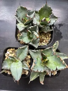 アガベ　ボールBB　3株セット アガベ ボールBB 3株セット