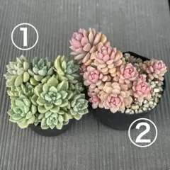 抜き苗セット　0416