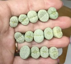 19-3 レア　多肉植物　リトープス 緑　クリーム寿麗玉　セット　しっかり