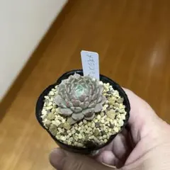 メキシコミニマ　小さめ　多肉植物