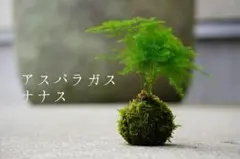 DESEAR様 リクエスト 2点 まとめ商品