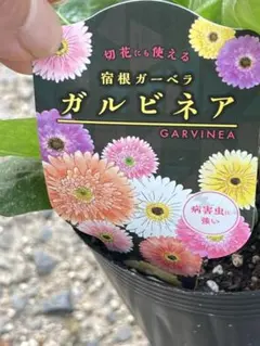ガーベラ八重 一株 きよひよひな様専用 - メルカリ