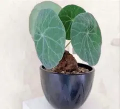 M-206塊根植物ステファニア カウィーサキー