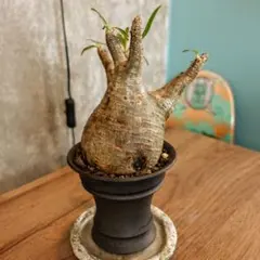 メルカリ便　グラキリス　ベアルート　状態良好 2025年最新】ベアルート グラキリスの人気アイテム - メルカリ