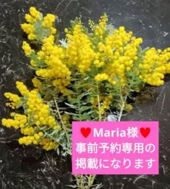 ♥♥♥♥ Maria様事前予約専用の掲載になります。