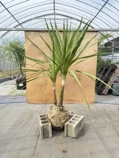 2025年最新】ニオイシュロランの人気アイテム - メルカリ