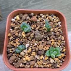 ハオルチア　子株４種類セットのサムネイル