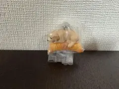 いぬぱん　リターンズ　ゴールデンレトリバー×クロワッサン