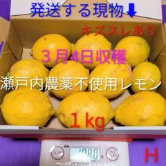 H ３月４日収穫 新鮮！瀬戸内の農薬不使用レモン　キズスレあり