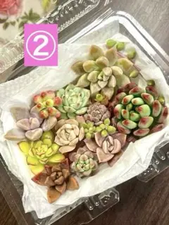 多肉植物　エケベリア　②寄せ植え　カット苗　韓国苗入　カラフル　詰め合わせ　弁当