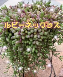 多肉植物⭐ルビーネックレス⭐4種郵便⭐