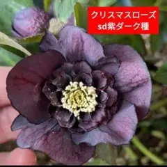 2025年最新】ソレイユ クリスマスローズの人気アイテム - メルカリ