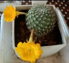 2026年最新】レブチア サボテンの人気アイテム - メルカリ