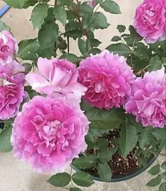 薔薇苗(四季咲き)のサムネイル