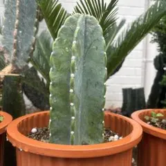 鬼面角　柱サボテンのサムネイル