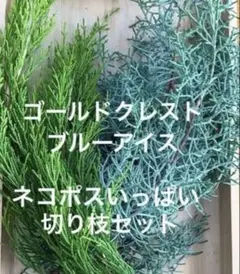 ゴールドクレスト＆ブルーアイス 切り枝ネコポスいっぱい　無農薬　コニファー
