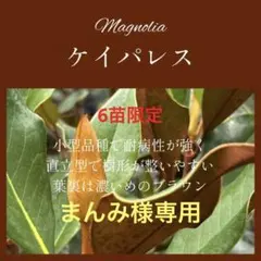 まんみ専用ページ 2. ケイパレス マグノリア 泰山木 タイサンボク 苗 苗木のサムネイル