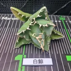 awakuni0521様 リクエスト 2点 まとめ商品