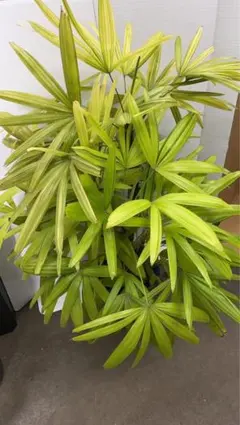 風蘭 着生ラン 流木仕立て4本セット【引取限定】 - メルカリ
